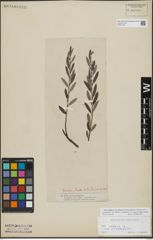 Foto von Salix repens L.